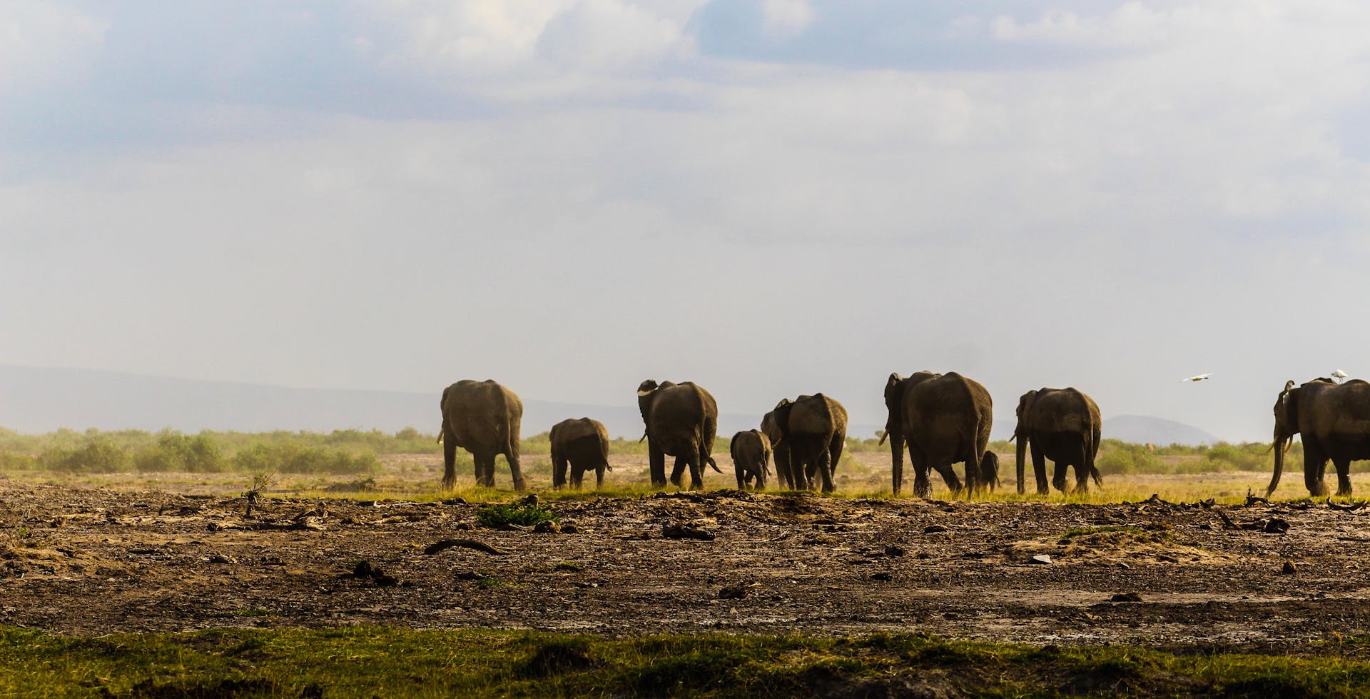A herd of elephants in Kenya