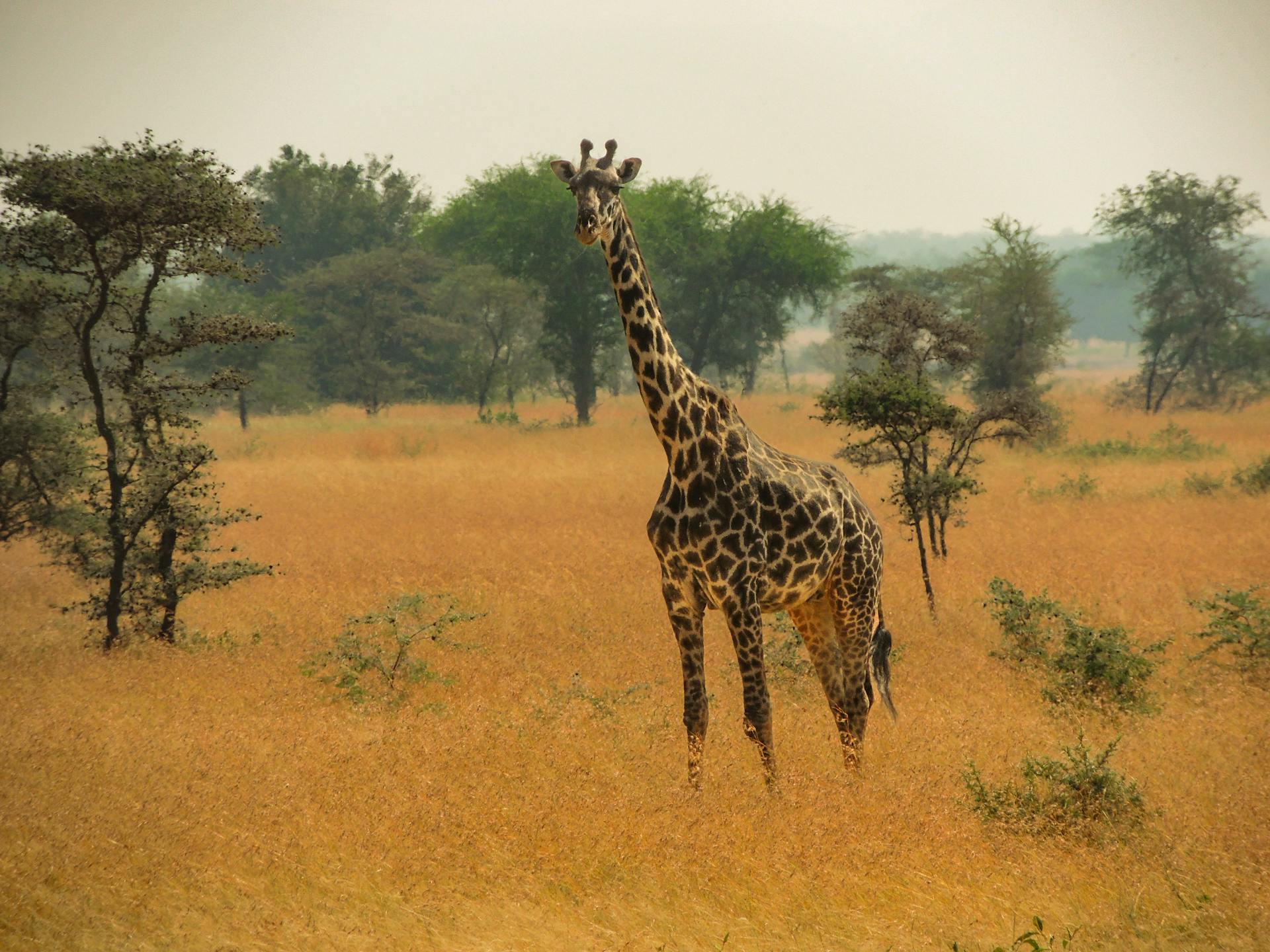 Giraffe in a savanna