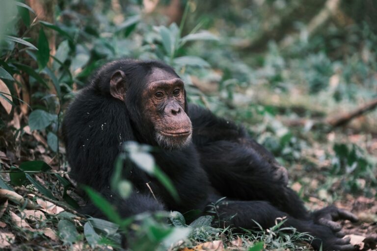 Uganda 8 6-Day Safari Kibale & Bwindi Forest National parks