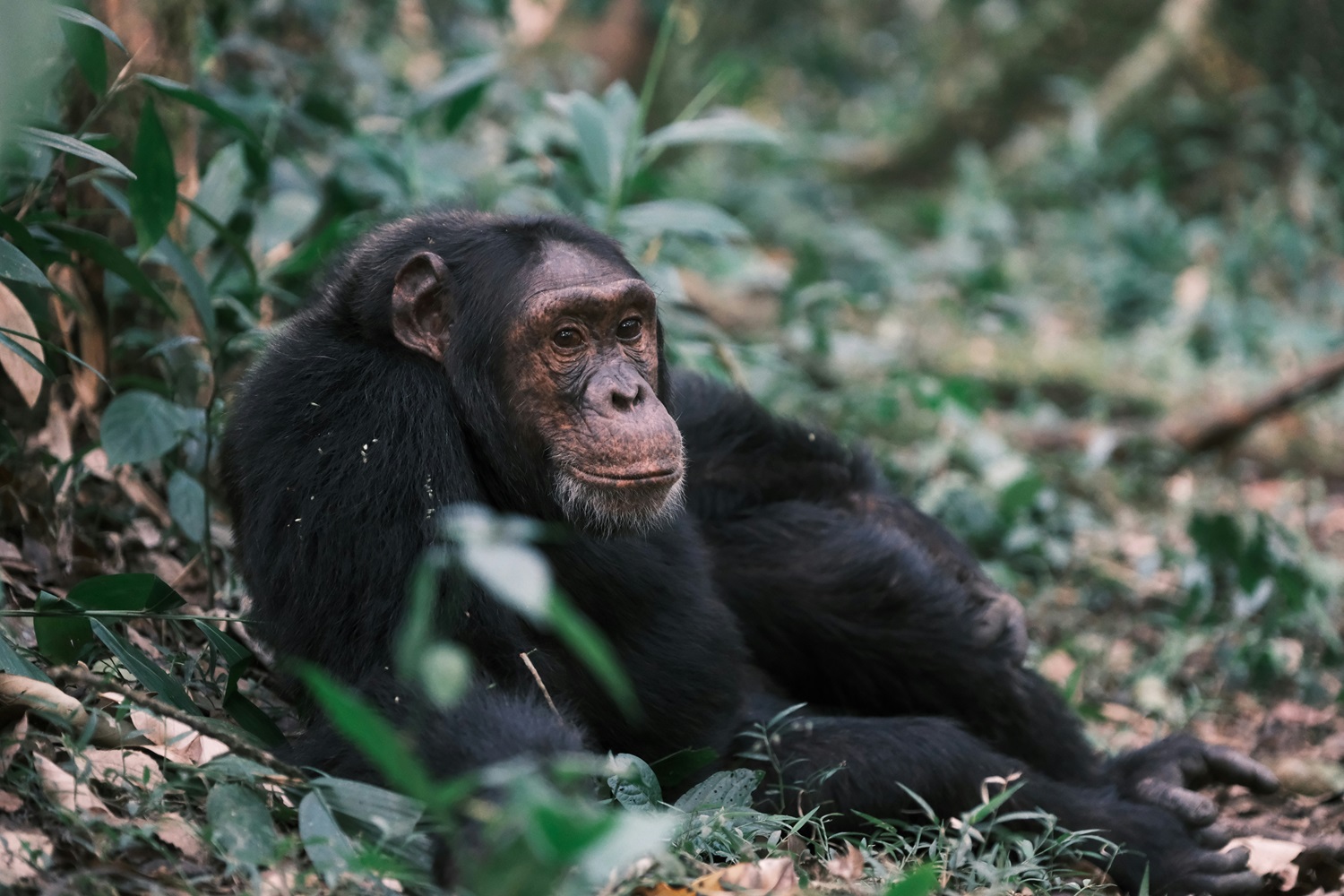 6-Day Safari Kibale & Bwindi Forest National parks