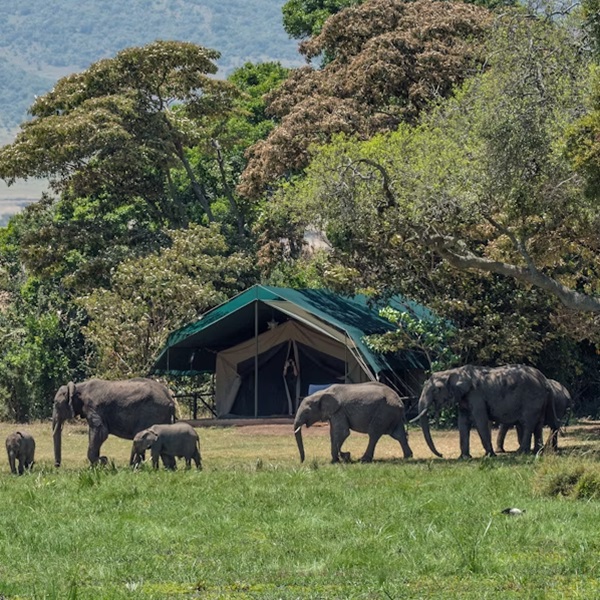 A herd of elephants in Little Governors camp in the Masai Mara
