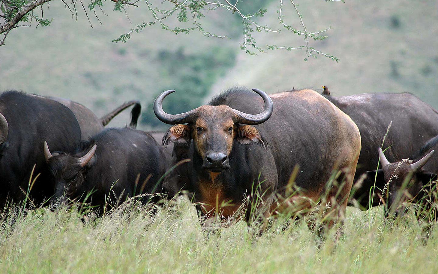Akagera National Park, Rwanda