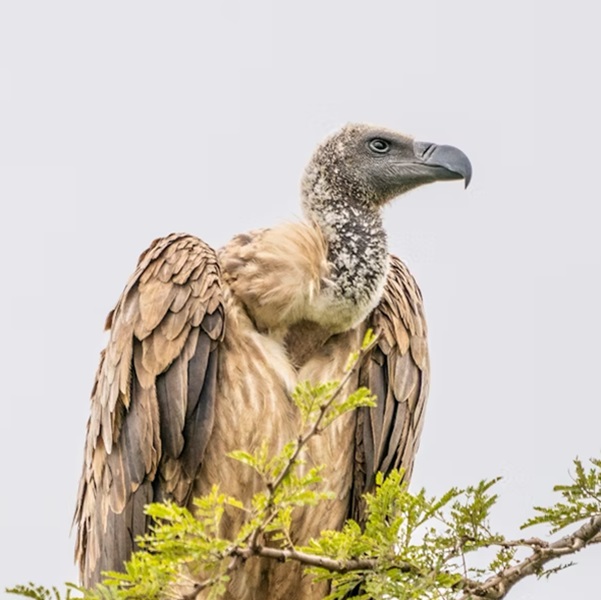 Birdwatching in Amboseli