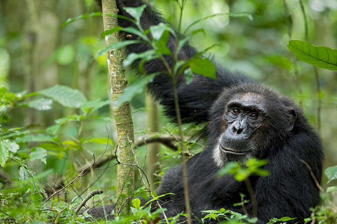 Chimpanzee in Kibale National Park Uganda