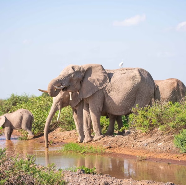 Elephants in Amboseli