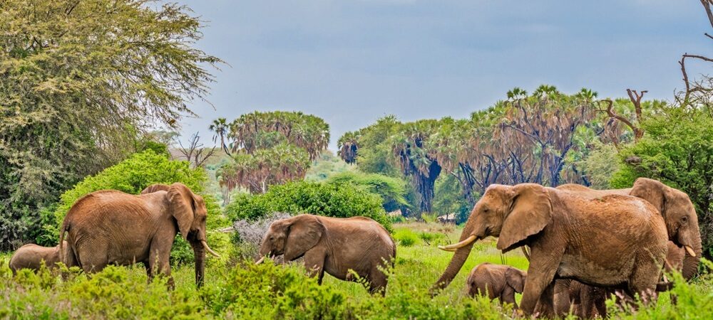 Elephants in Samburu National Reserve