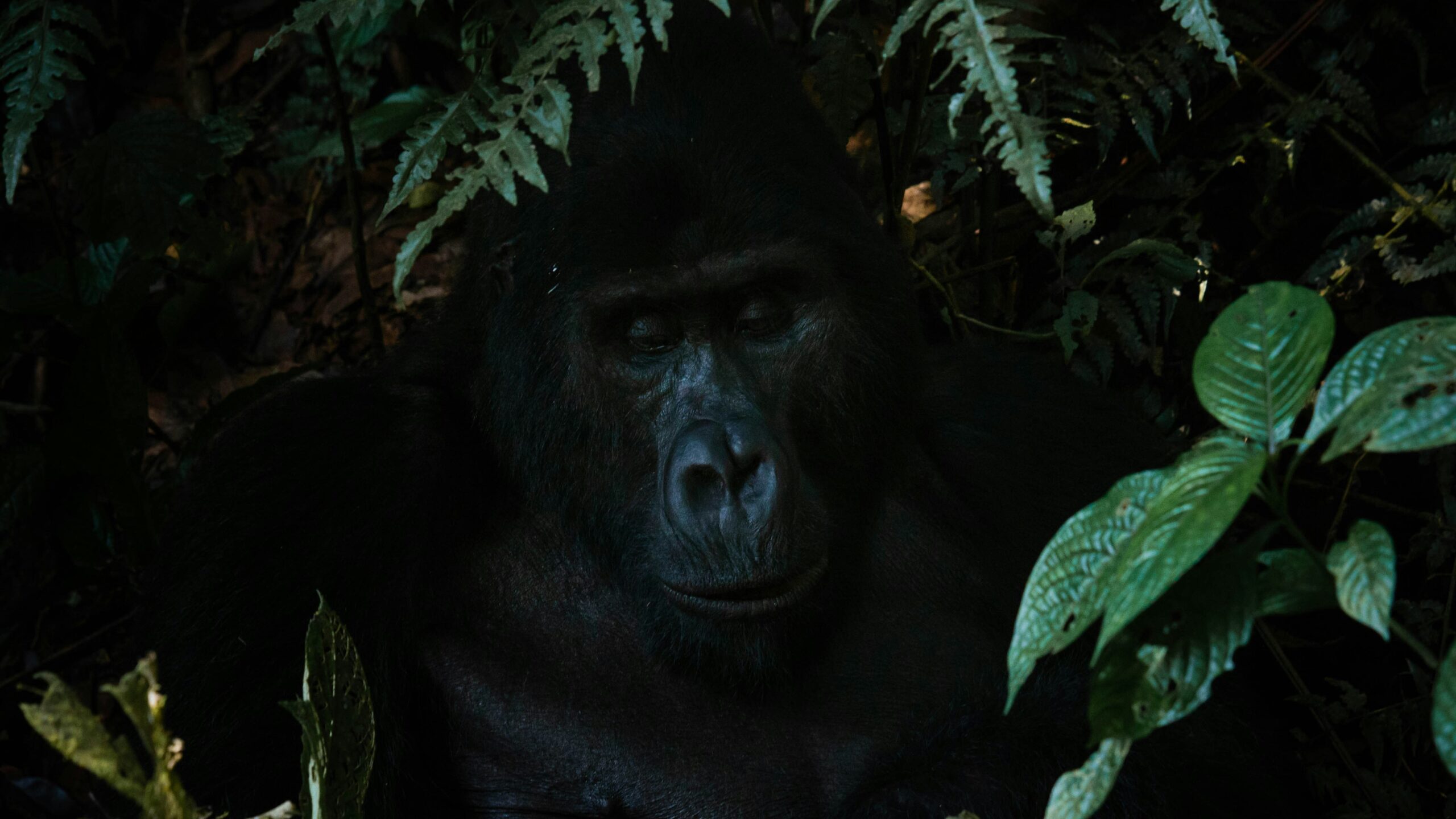Gorilla in Bwindi