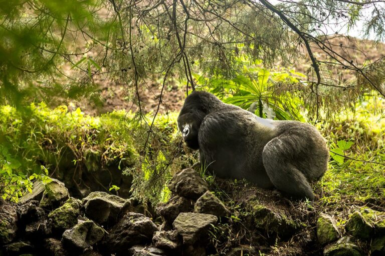 Rwanda 2 Gorilla in Volcanoes National Park in Rwanda