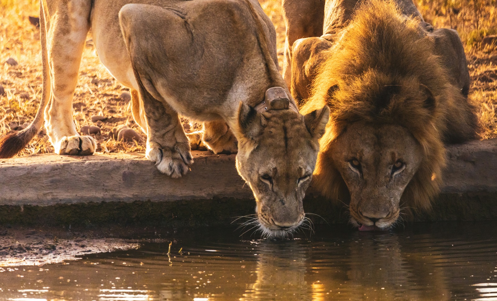 Lions drinking water from a stream