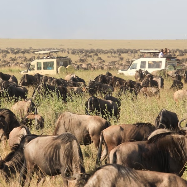 Game Drive