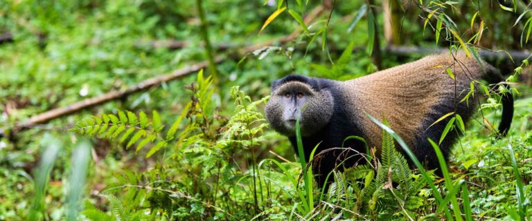 Uganda 1 Mgahinga National Park, Uganda