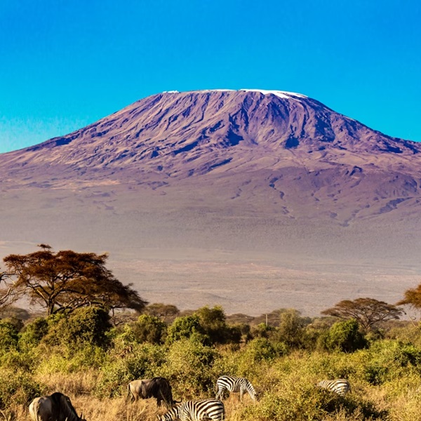 Mt Kilimanjaro in the background