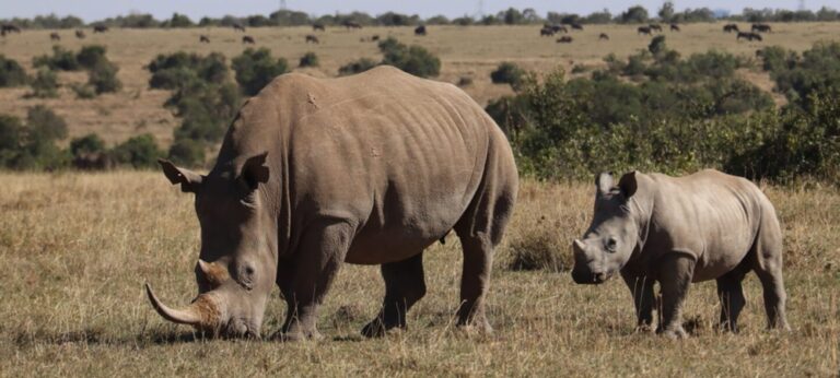 Premier African Safari Experiences 6 Rhinos in Ol Pejeta