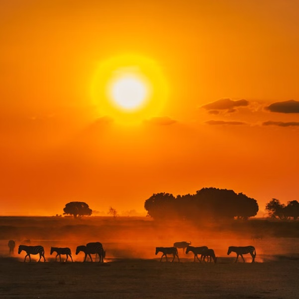 Sundowner in Amboseli