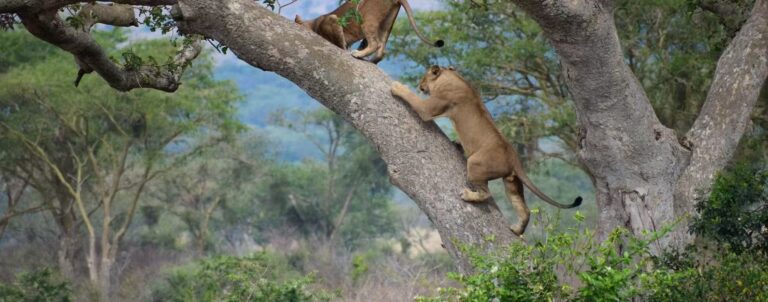 Uganda 5 Tree climbing lions of Ishasha